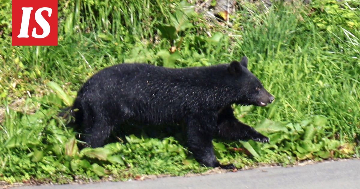 Karhut tappaneet ennätysmäärän ihmisiä Japanissa