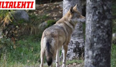 Susi hyökkäsi koiran ja ihmisen kimppuun Lopella – Ammuttiin