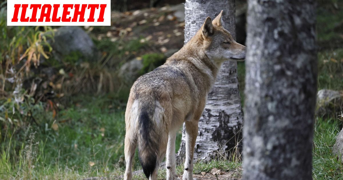 Susi hyökkäsi koiran ja ihmisen kimppuun Lopella – Ammuttiin