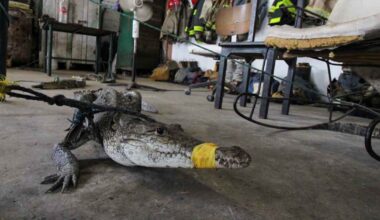 Miksi Melissa-hurrikaanialueille julistettiin krokotiilivaroitus? ”Ne ovat hurjia petoja suoraan sanoen” | Ulkomaat