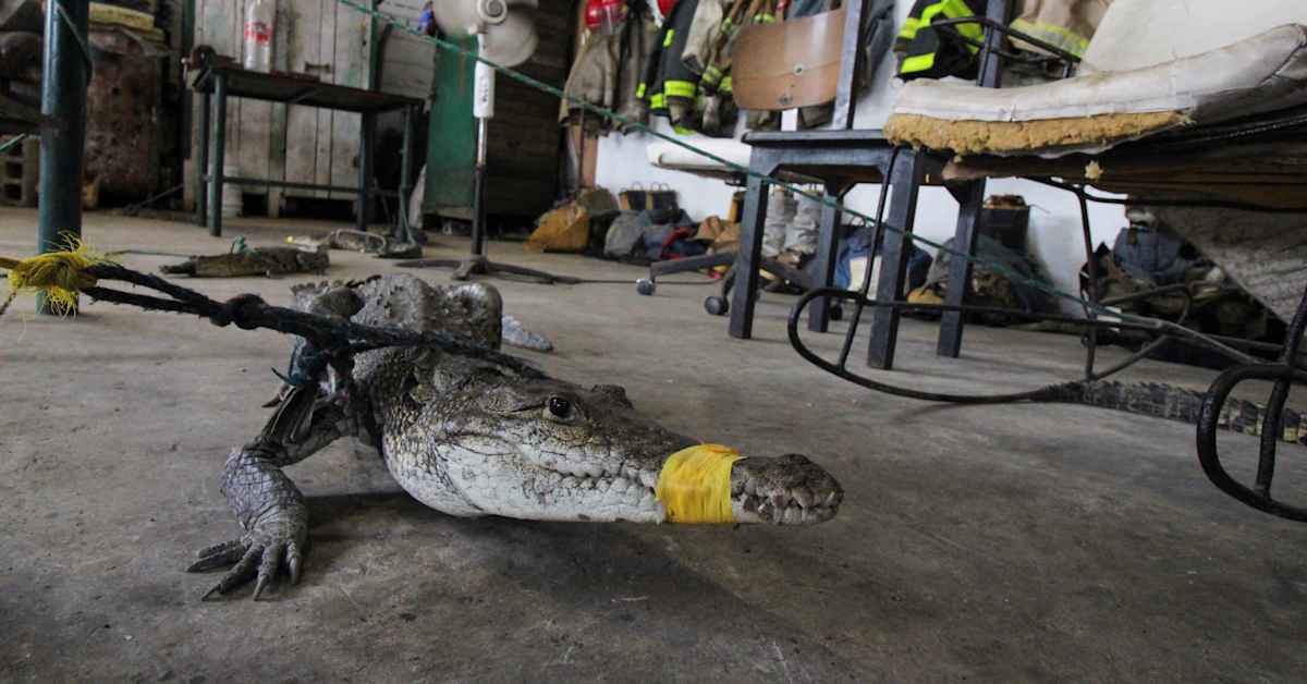 Miksi Melissa-hurrikaanialueille julistettiin krokotiilivaroitus? ”Ne ovat hurjia petoja suoraan sanoen” | Ulkomaat