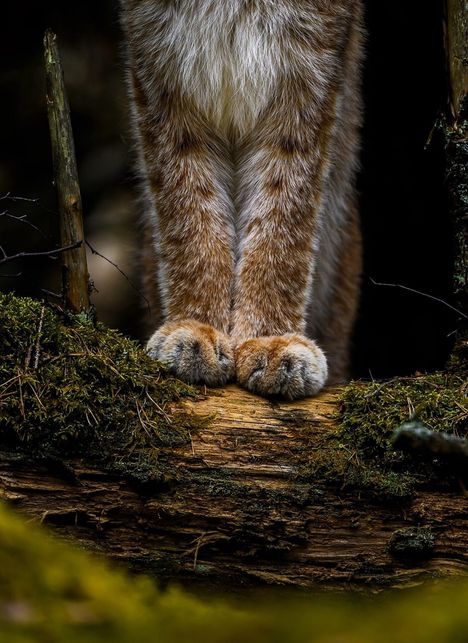 Vuoden Luontokuva 2025. Kuvan ottanut Ossi Saarinen saapui Sanomataloon kertomaan kuvaustilanteesta.