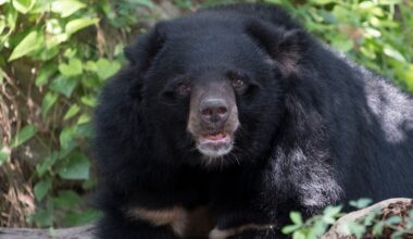 Mediat: Japani kärvistelee vakavan karhukriisin kanssa – yksi syy on metsästäjien väheneminen - Metsä