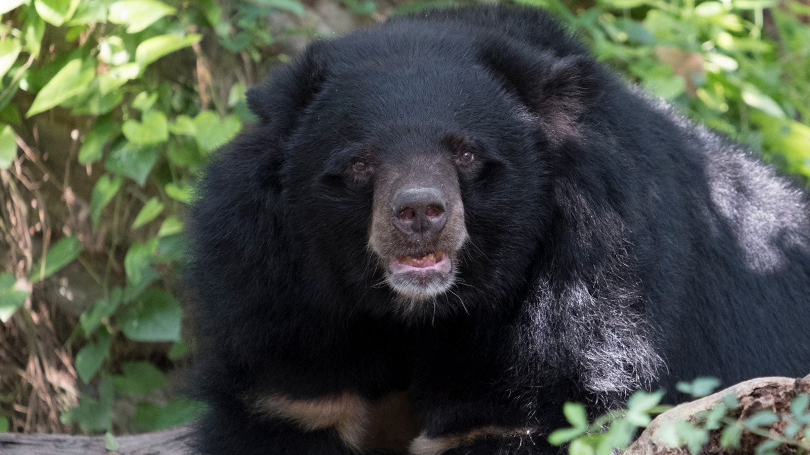 Mediat: Japani kärvistelee vakavan karhukriisin kanssa – yksi syy on metsästäjien väheneminen - Metsä