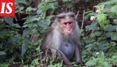 Tautiseksi luultu apinalauma karkasi rekan kyydistä