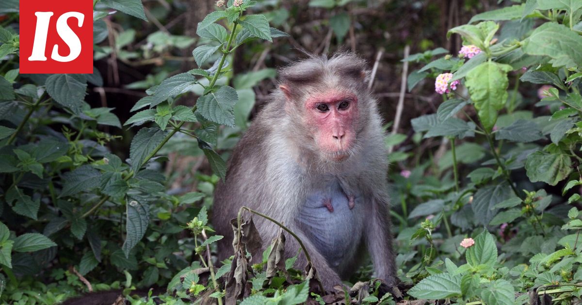 Tautiseksi luultu apinalauma karkasi rekan kyydistä