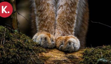 Sykkeen podcast | Pörröiset tassut palkittiin – Ossi Saarinen nappasi Vuoden luontokuvan | Paikalliset