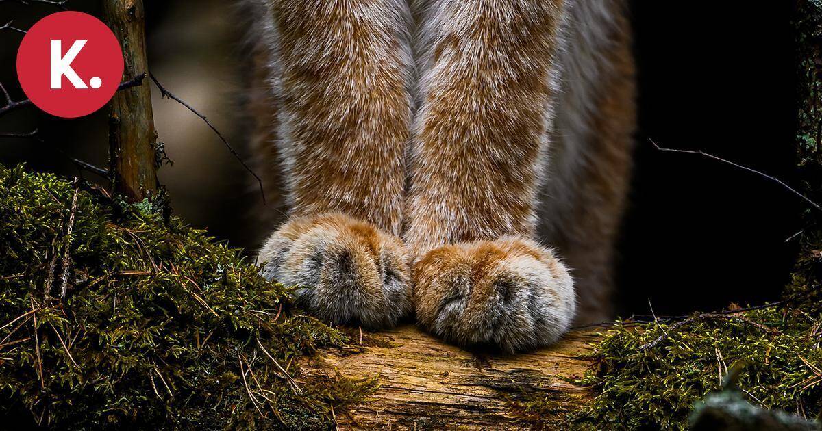 Sykkeen podcast | Pörröiset tassut palkittiin – Ossi Saarinen nappasi Vuoden luontokuvan | Paikalliset