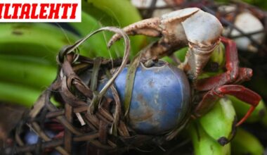 Vaarallinen otus ilmestyi Kanarialle