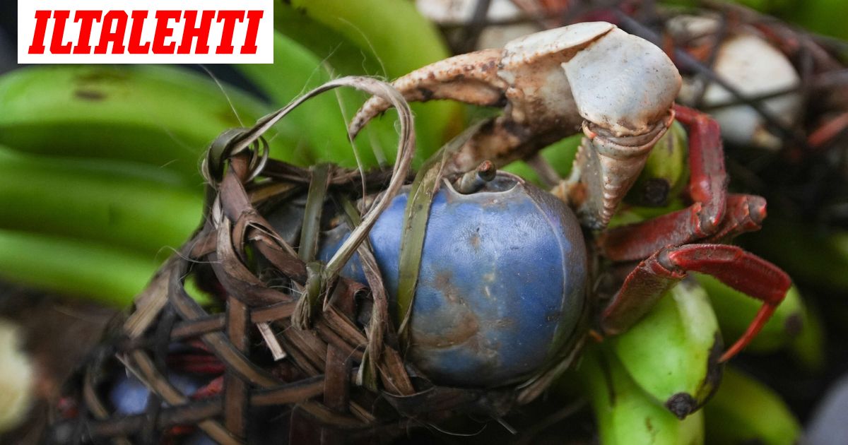 Vaarallinen otus ilmestyi Kanarialle