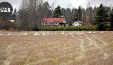 Katso videot: Sadat joutsenet ja hanhet valtasivat Monnin pellot Riihimäellä | Paikalliset