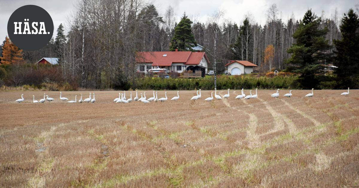 Katso videot: Sadat joutsenet ja hanhet valtasivat Monnin pellot Riihimäellä | Paikalliset