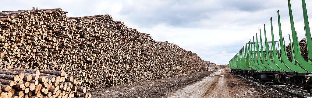 Valtavia pinoja puunrongoista.