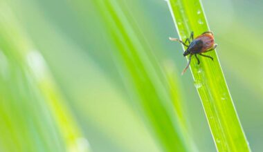 Tutkijat kehottavat huomioimaan eläinten levittämien tautien riskin ennallistamishankkeissa