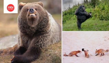 Onko virnistelevä suomalaiskarhu vuoden hauskin luontokuva? Katso finalistikuvia