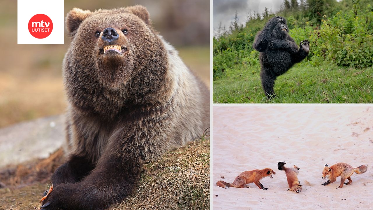 Onko virnistelevä suomalaiskarhu vuoden hauskin luontokuva? Katso finalistikuvia
