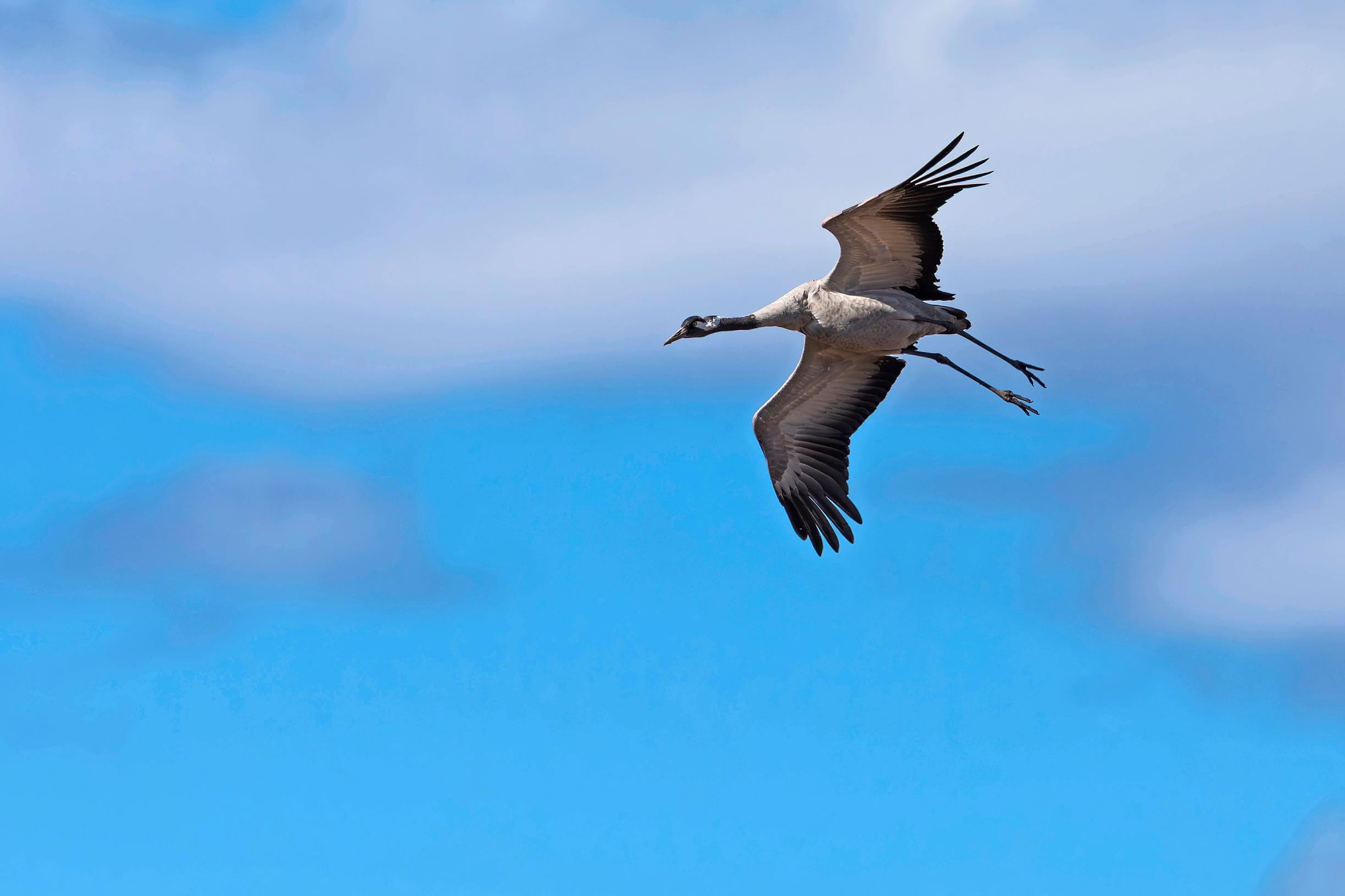 Uljas kurki kuuluu Kauhanevan vakituiseen asujaimistoon.