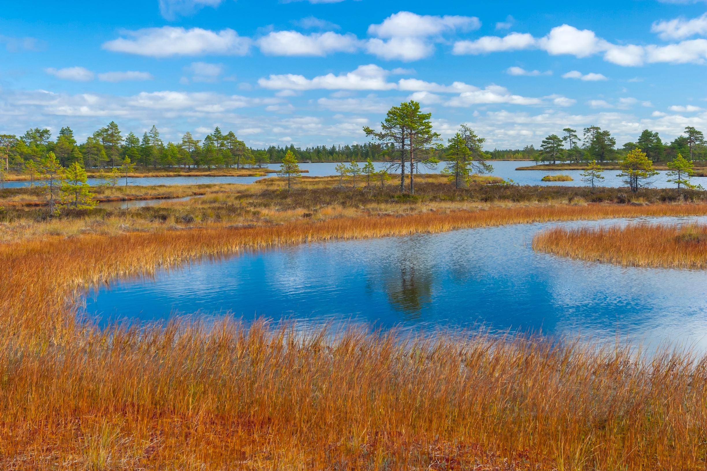 Kansallispuiston sydän on laaja Kauhaneva, eräs eteläisen Suomen suurimmista keidassoista.