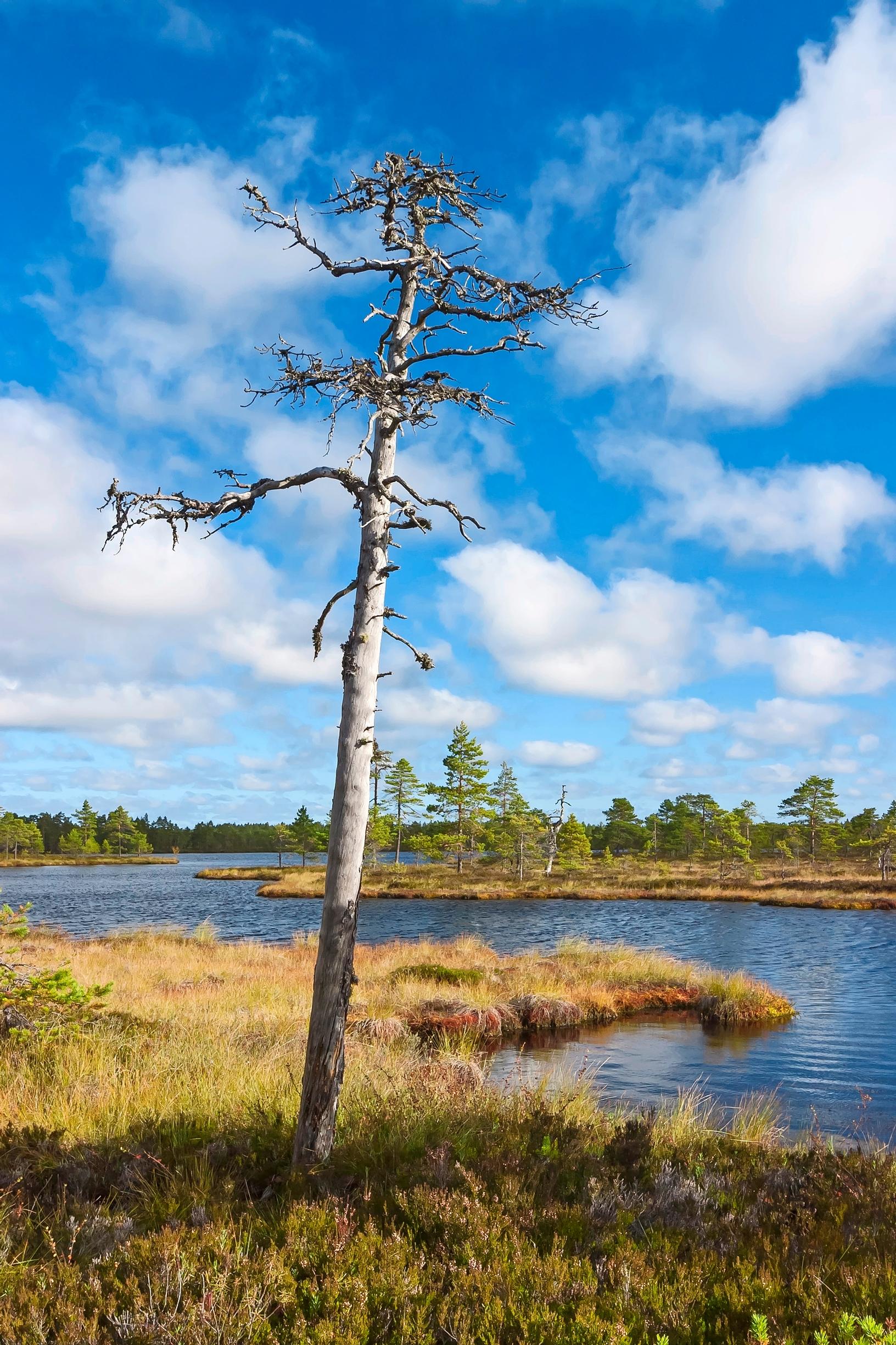 Vanha kelo vahtii Kauhalammia, joka on kansallispuiston suurin vesialue.