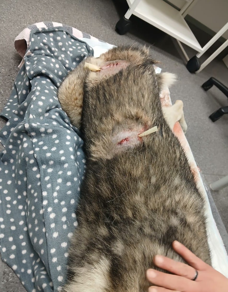 Karhun kynnet repivät Koda-koiran selkää kahdesta kohdasta.