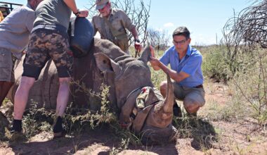 Näin toimii eläinten internet – Eläinten käytös voi paljastaa tulevat maanjäristykset