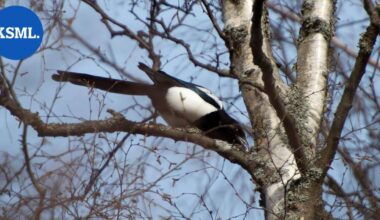 Harakka killui oksanhaarasta Karstulassa – pelastuslaitos riensi hätiin | Keski-Suomi
