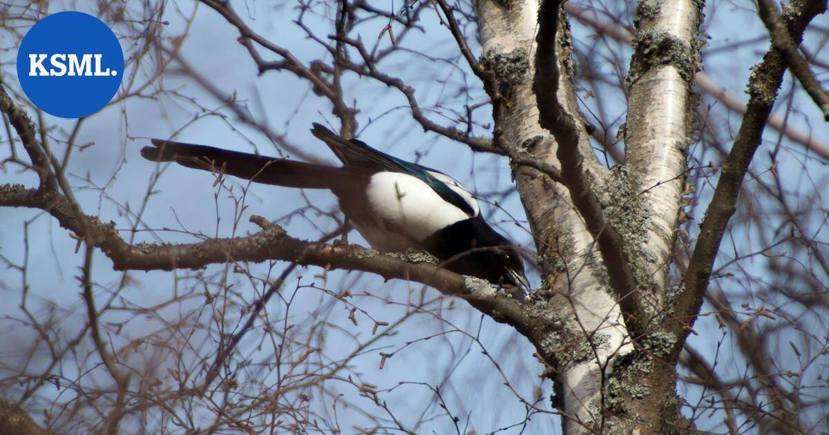 Harakka killui oksanhaarasta Karstulassa – pelastuslaitos riensi hätiin | Keski-Suomi