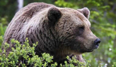 Petovahingot ovat lisääntyneet Pirkanmaalla selvästi – kärjessä mehiläis­tarhoissa mässäilevät karhut | Pirkanmaa