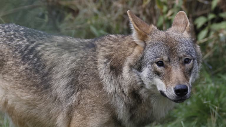 Susi kuvattuna metsämaisemassa. 