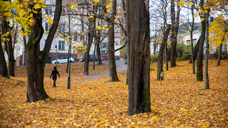 Puiston maa on täynnää keltaisia vaahteranlehtiä vaahteroiden juurella. Taustalla ihminen kävelee polulla.