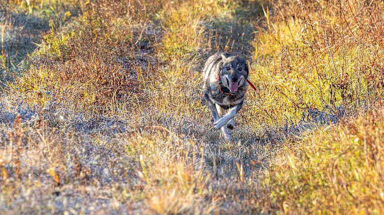 Metsästyskoira juoksemassa pellon laidalla.