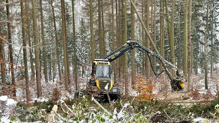 Keltainen metsäkone kauhaisee oikealta puolelta puun, joka on kaatumassa. Etualan hakkuuaukealle on satanut lunta, taustalla näkyy pystyynkuolleita kuusia.