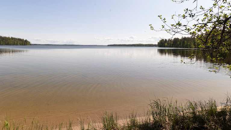 Järvimaisema kauniina kevätpäivänä, jossa järven pintavesi on tyyni ja rannalla kasvaa hiljalleen vihertyviä puita ja reunoilla heiveröistä heinää.