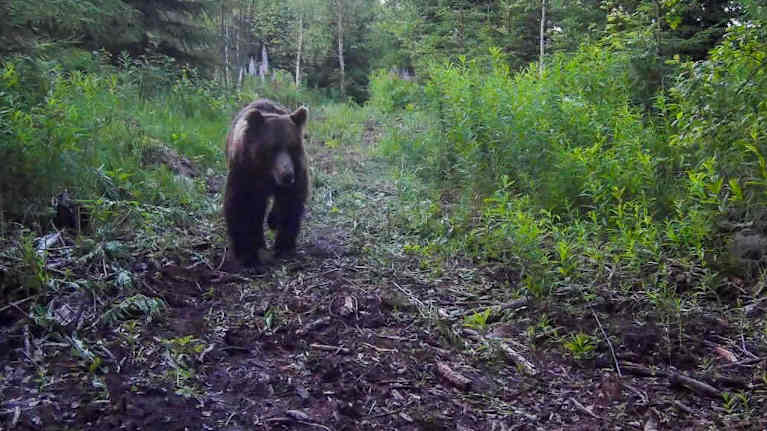 Riistakameran ottama kuva karhusta muutama tunti ennen kaatoa. Karhu köntystää metsässä lähellä asutusta.