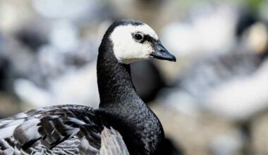 Valkoposkihanhien muutto jumittui | Uutisia lyhyesti