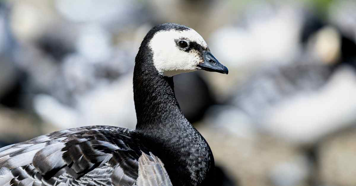 Valkoposkihanhien muutto jumittui | Uutisia lyhyesti