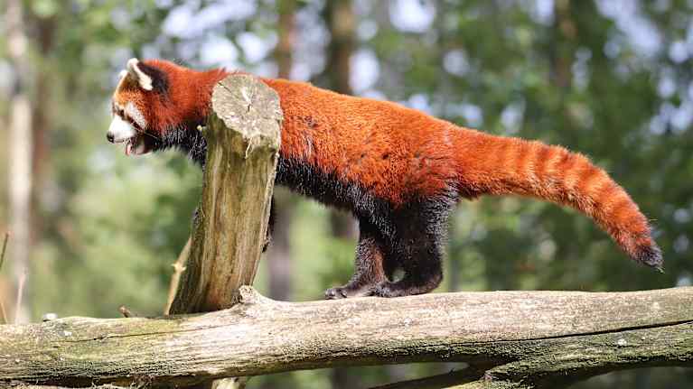 Pikkupanda kiipeilee Ähtärin eläinpuistossa. 