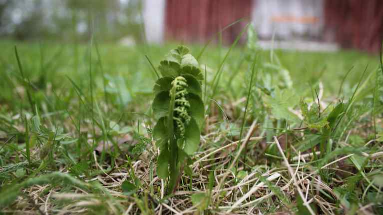 Ketonoidanlukko edustaa harvinaisia ja väheneviä noidanlukko-saniaisia ja on silmälläpidettävä laji. Tämäkin yksilö kasvaa Riitta Nykäsen kotipihassa.