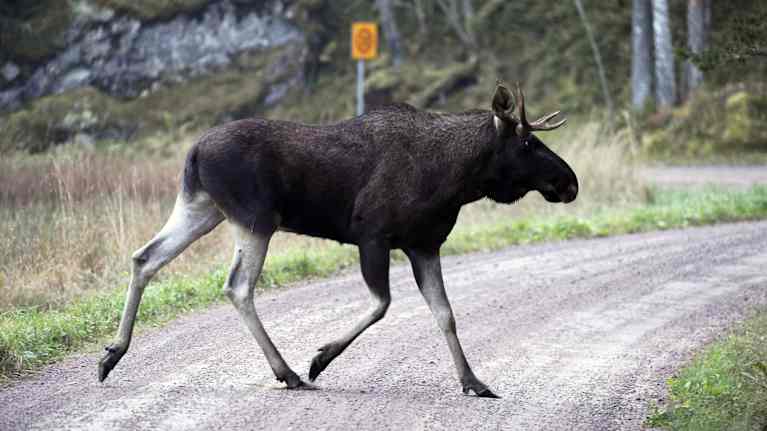 Hirvi tiellä Kirkkonummella.