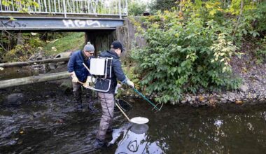 Uhanalaisille taimenille ei käynytkään huonosti Mätäjoella Helsingissä – projektijohtaja: ”Tilanne on loistava” | Luonto