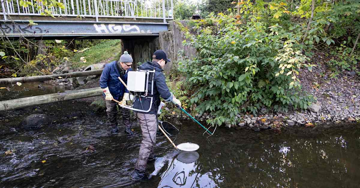 Uhanalaisille taimenille ei käynytkään huonosti Mätäjoella Helsingissä – projektijohtaja: ”Tilanne on loistava” | Luonto
