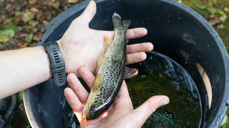 Parikymmentä senttiä pitkä meritaimen kahden avoimen kämmenen päällä. Taustalla tumma saavi.