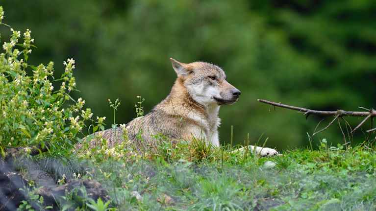 Kuvassa susi makoilee maassa.
