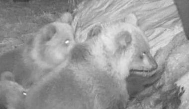 Karhut rikkovat pyörö­paaleja pelloilla kiihtyvään tahtiin – ja mahdollisesti ihan vain huvin vuoksi | Pohjois-Karjala