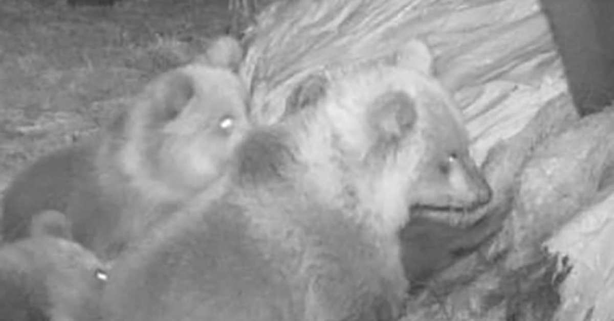 Karhut rikkovat pyörö­paaleja pelloilla kiihtyvään tahtiin – ja mahdollisesti ihan vain huvin vuoksi | Pohjois-Karjala