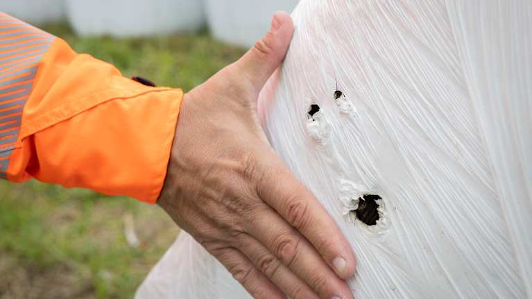 Karhun hampaiden tekemät reiät pyöröpaalin muovissa.