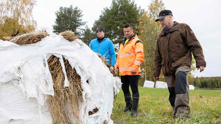 Teemu Harjunen, Esko Saatsi ja Raimo Harjunen tarkastelevat karhun rikkomaa pyöröpaalia pellolla syyspäivänä.