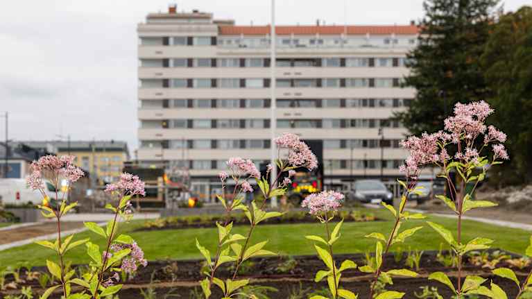 Jyväskylän kirkkopuiston kunnostettua viheraluetta.