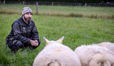 Susi vei salolaistilalta kahdeksan lammasta metsästäjän pitäessä vahtia: ”Ei se pidä mekkalaa hyökätessään” | Varsinais-Suomi