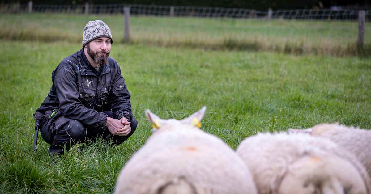 Susi vei salolaistilalta kahdeksan lammasta metsästäjän pitäessä vahtia: ”Ei se pidä mekkalaa hyökätessään” | Varsinais-Suomi